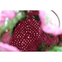 Prada Pouch Mini Raffia Rosa e Verde